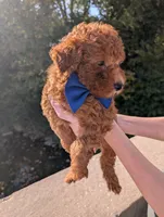 Blueberry 🫐, a male Poodle - Toy  for sale in Meta, MO – 6 of 10