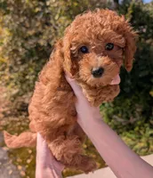 Raspberry 🩷, a female Poodle - Toy  for sale in Meta, MO – 5 of 10