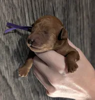 Grape 🍇, a female Poodle - Toy  for sale in Meta, MO – 5 of 10