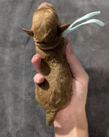 Betty 🩵, a female Poodle - Toy  for sale in Meta, MO – 4 of 10