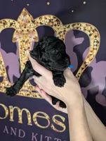 Mufasa 💙, a male Poodle - Miniature  for sale in Meta, MO – 6 of 10