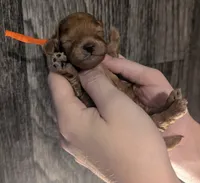 Bamm Bamm 🧡, a male Poodle - Toy  for sale in Meta, MO – 10 of 10