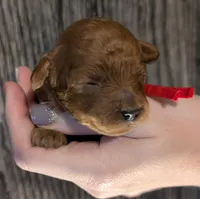 Autumn ♥️, a female Poodle - Toy  for sale in Meta, MO – 8 of 10