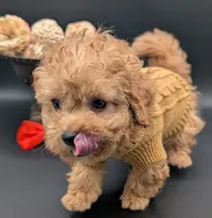 Bamm Bamm 🧡, a male Poodle - Toy  for sale in Meta, MO – 7 of 10