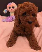 Sophie 💜, a female Poodle - Miniature  for sale in Meta, MO – 5 of 10