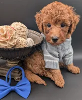 Blueberry 🫐, a male Poodle - Toy  for sale in Meta, MO – 6 of 10