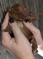 All Spice 🤎, a female Poodle - Toy  for sale in Meta, MO – 4 of 10