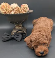 Woody 🤎, a male Poodle - Miniature  for sale in Meta, MO – 6 of 10