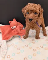 Grape 🍇, a female Poodle - Toy  for sale in Meta, MO – 6 of 10