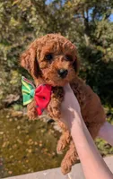 Watermelon 🍉, a female Poodle - Toy  for sale in Meta, MO – 8 of 10
