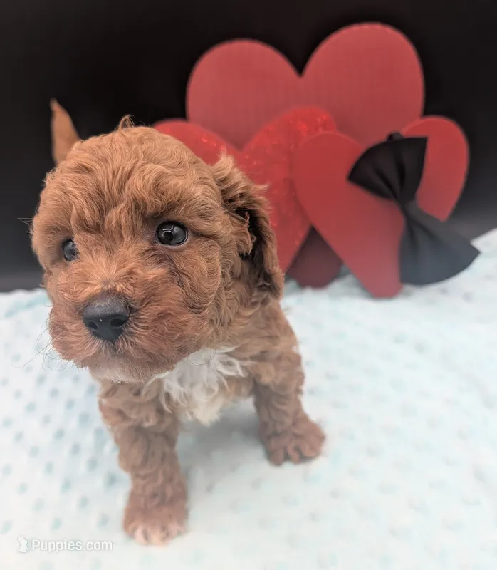 Snoopy 🖤 – Poodle - Toy  puppy for sale in Meta, MO