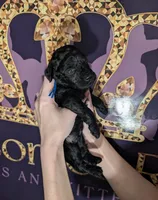Mufasa 💙, a male Poodle - Miniature  for sale in Meta, MO – 9 of 10