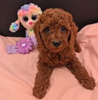 Sophie 💜, a female Poodle - Miniature  for sale in Meta, MO – 4 of 10