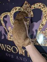 Grape 🍇, a female Poodle - Toy  for sale in Meta, MO – 6 of 10