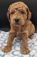 Abel 🤎, a male Poodle - Miniature  for sale in Meta, MO – Photo 5 of 10