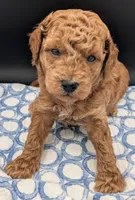 Abel 🤎, a male Poodle - Miniature  for sale in Meta, MO – Photo 8 of 10