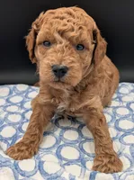 Abel 🤎, a male Poodle - Miniature  for sale in Meta, MO – Photo 7 of 10