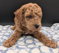 Abel 🤎, a male Poodle - Miniature  for sale in Meta, MO – Photo 9 of 10