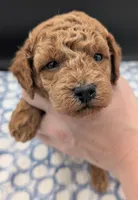 Abel 🤎, a male Poodle - Miniature  for sale in Meta, MO – Photo 4 of 10