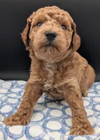 Abel 🤎, a male Poodle - Miniature  for sale in Meta, MO – Photo 3 of 10