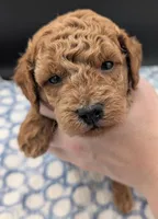 Abel 🤎, a male Poodle - Miniature  for sale in Meta, MO – Photo 2 of 10
