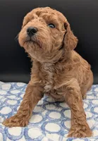 Abel 🤎, a male Poodle - Miniature  for sale in Meta, MO – Photo 6 of 10