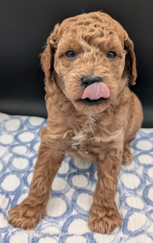 Abel 🤎 – Poodle - Miniature  puppy for sale in Meta, MO