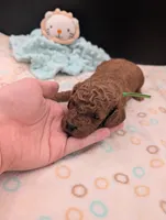 Rex 🦖, a male Poodle - Miniature  for sale in Meta, MO – 5 of 10