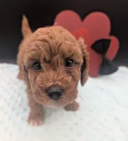 Snoopy 🖤, a male Poodle - Toy  for sale in Meta, MO – 10 of 10