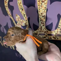 Pumpkin 🧡, a female Poodle - Toy  for sale in Meta, MO – 7 of 10