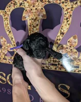 Sarabi 💜, a female Poodle - Miniature  for sale in Meta, MO – 3 of 10