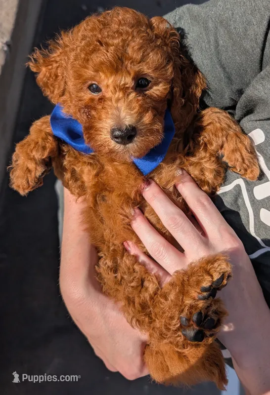 Blueberry 🫐 – Poodle - Toy  puppy for sale in Meta, MO