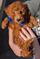 Blueberry 🫐, a male Poodle - Toy  for sale in Meta, MO – 1 of 10