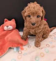 Raspberry 🩷, a female Poodle - Toy  for sale in Meta, MO – 9 of 10