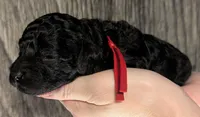 Simba ❤️, a male Poodle - Miniature  for sale in Meta, MO – 2 of 10