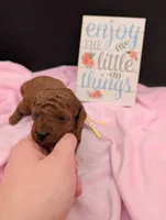 Jessie 💛, a female Poodle - Miniature  for sale in Meta, MO – 8 of 10