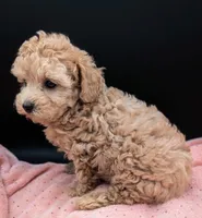 Daphne 💜, a female Poodle - Toy  for sale in Meta, MO – 5 of 10