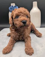 Caleb 🩵, a male Poodle - Miniature  for sale in Meta, MO – 10 of 10