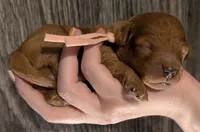 Pixie 🩷, a female Poodle - Miniature  for sale in Meta, MO – 10 of 10