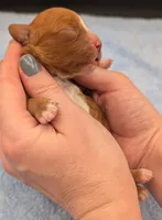 Nathan 🩶, a male Cavapoo for sale in Meta, MO – Photo 3 of 10