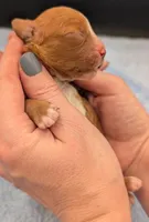 Nathan 🩶, a male Cavapoo for sale in Meta, MO – Photo 2 of 10