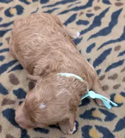 Linus 💚, a male Poodle - Toy  for sale in Meta, MO – 9 of 10