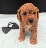 Snoopy 🖤, a male Poodle - Toy  for sale in Meta, MO – 5 of 10
