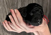 Simba ❤️, a male Poodle - Miniature  for sale in Meta, MO – 5 of 10