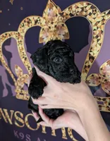 Rafiki 🖤, a male Poodle - Miniature  for sale in Meta, MO – 4 of 10