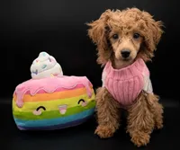 Jessica Simpson Dark 🩷, a female Poodle - Toy  for sale in Meta, MO – Photo 6 of 10