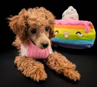 Jessica Simpson Dark 🩷, a female Poodle - Toy  for sale in Meta, MO – Photo 2 of 10