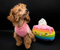 Jessica Simpson Dark 🩷, a female Poodle - Toy  for sale in Meta, MO – Photo 5 of 10