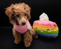 Jessica Simpson Dark 🩷, a female Poodle - Toy  for sale in Meta, MO – Photo 3 of 10