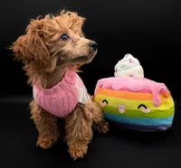 Jessica Simpson Dark 🩷, a female Poodle - Toy  for sale in Meta, MO – Photo 4 of 10